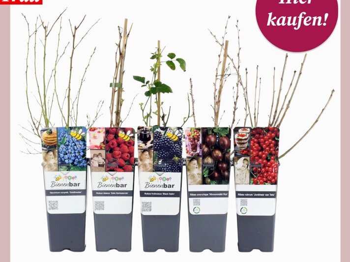 Fünf junge Obststräucher in schwarzen Pflanztöpfen, markiert mit bunten Etiketten für Himbeeren, Blaubeeren, Brombeeren, Johannisbeeren. | © Collage: Tchibo, bildderfrau.de