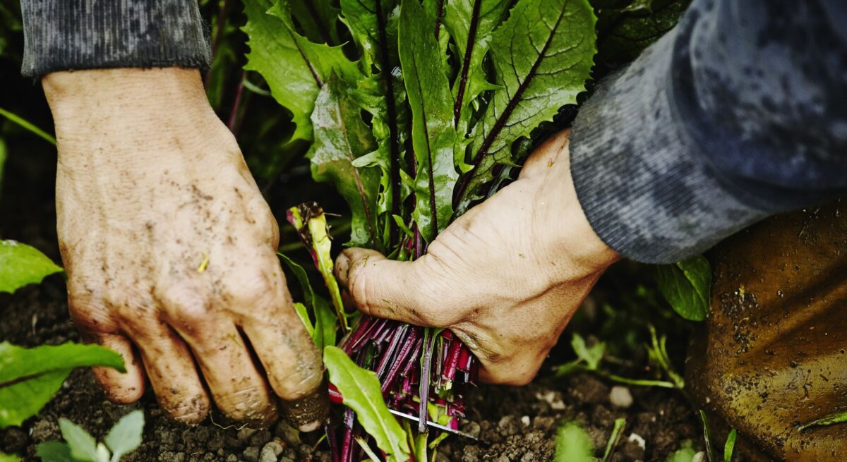 Erdbeschmierte Hände ernten frisches Rote-Bete-Bündel aus feuchter, dunkler Gartenerde.
