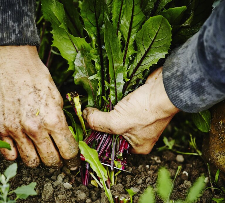 Erdbeschmierte Hände ernten frisches Rote-Bete-Bündel aus feuchter, dunkler Gartenerde. | © GettyImages/Thomas Barwick