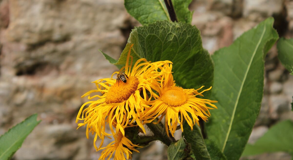 Zwei leuchtend gelbe Blüten mit fransigen Blütenblättern stehen vor grünen Blättern, während eine Wespe Nektar sammelt.