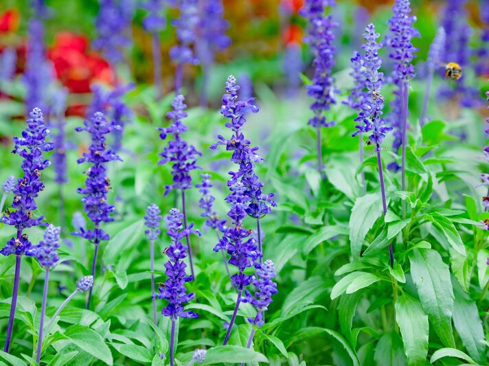 Lila blühender Salbei wächst vor einem grünen Hintergrund. | © Shutterstock/Adisa