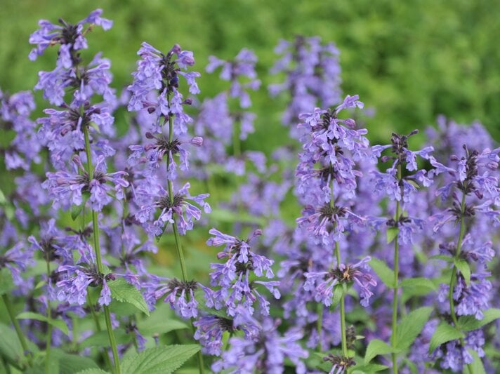 Blühende lila Katzenminze wächst mit grünen Blättern im Sommergarten. | © Shutterstock/Sergey V Kalyakin
