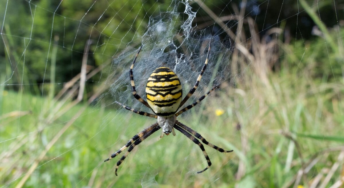 Wespenspinne in ihrem Netz in freier Natur. Die Spinne hat ein markantes gelb-schwarzes Streifenmuster auf dem Hinterleib, welches einer Wespe ähnelt, und ist von grüner Vegetation umgeben.