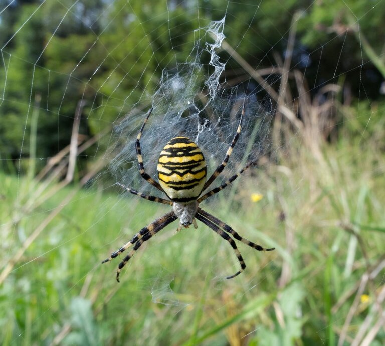 Wespenspinne in ihrem Netz in freier Natur. Die Spinne hat ein markantes gelb-schwarzes Streifenmuster auf dem Hinterleib, welches einer Wespe ähnelt, und ist von grüner Vegetation umgeben. | © iStock.com/Tree4Two