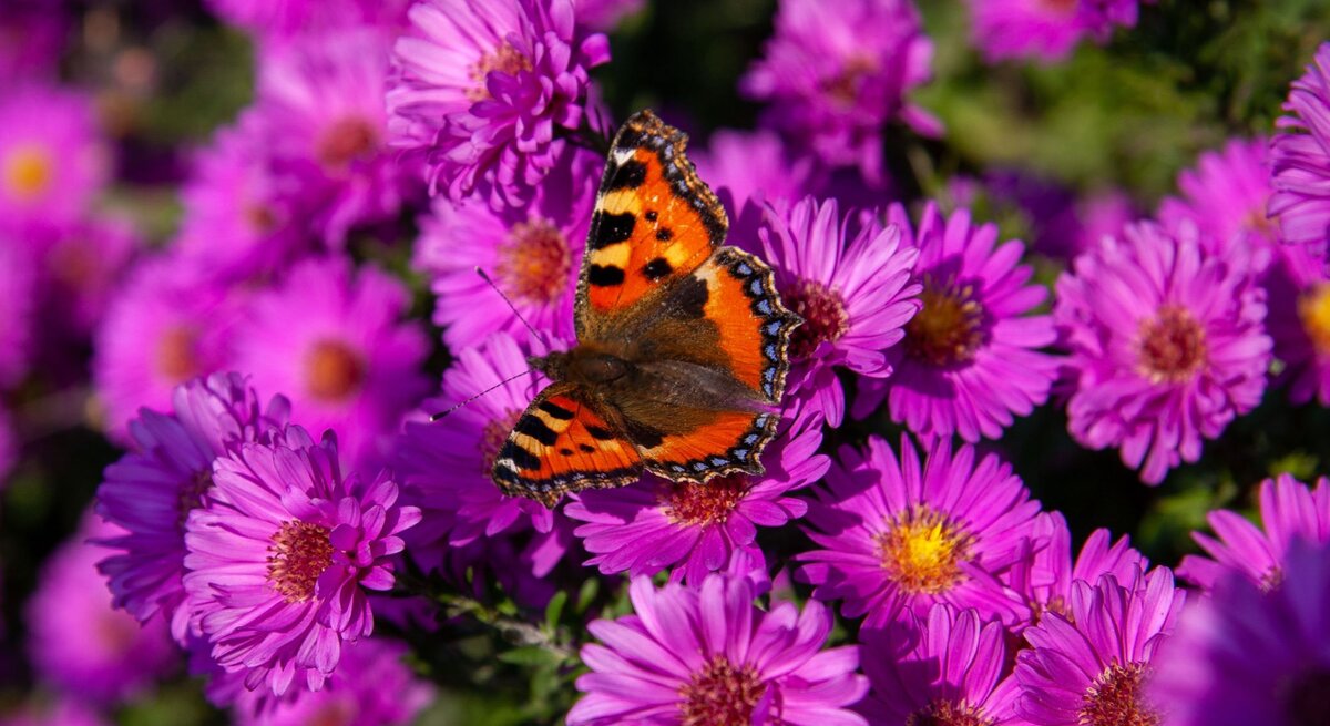 Ein Schmetterling sitzt auf rosafarbenen Stauden.