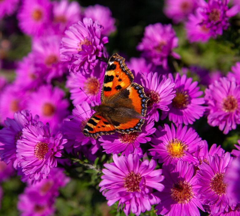 Ein Schmetterling sitzt auf rosafarbenen Stauden. | © Shutterstock/Martin Jílek