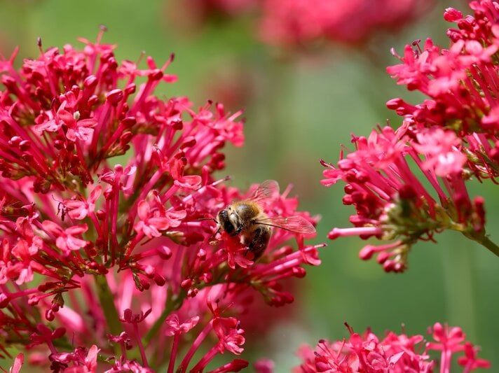Eine Biene sammelt Pollen auf den leuchtend roten Blüten einer Roten Spornblume vor unscharfem grünen Hintergrund. | © Shutterstock/Marina Lohrbach