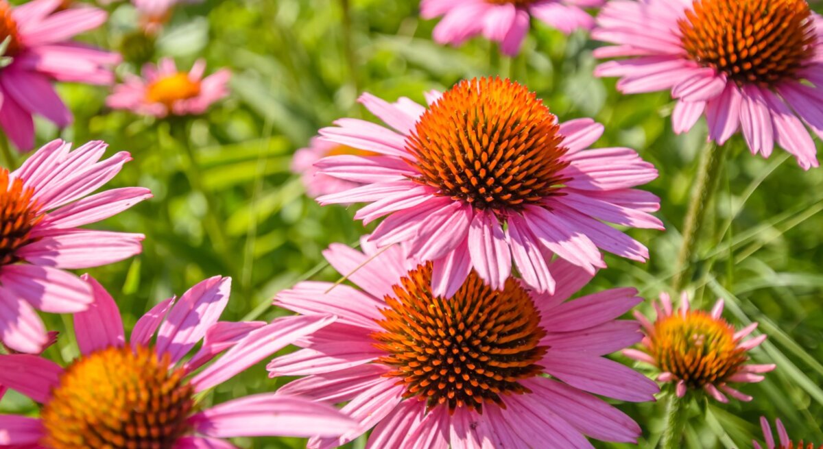 Strahlende pinke Sonnenhut-Blüten wachsen in sonnendurchflutetem Grün.