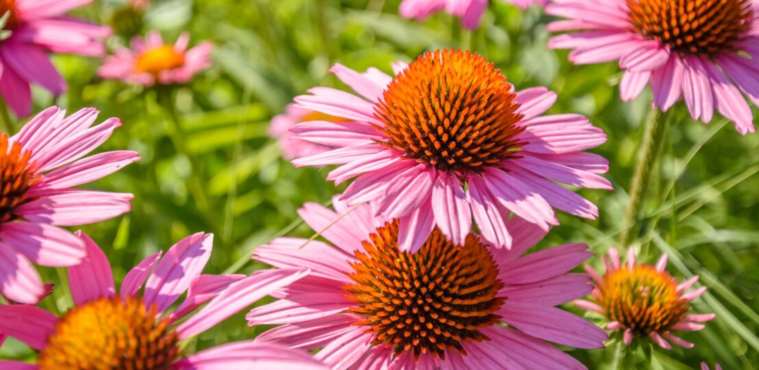 Strahlende pinke Sonnenhut-Blüten wachsen in sonnendurchflutetem Grün. | © Shutterstock/UmFOTO