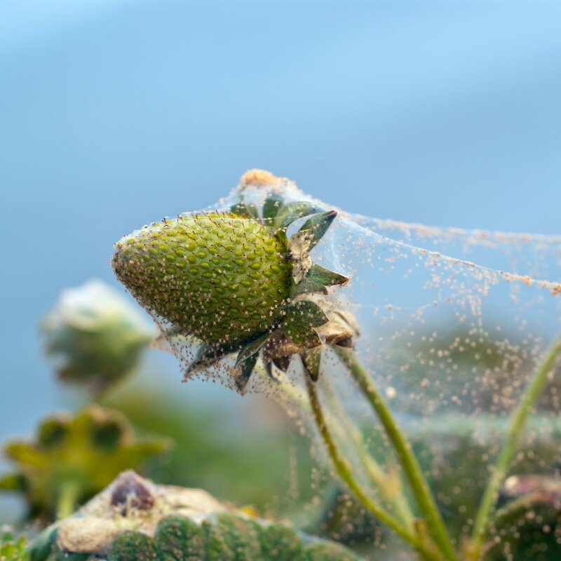 Eine Erdbeerpflanze ist von Spinnmilben befallen. | © Shutterstock/atherine Eckert