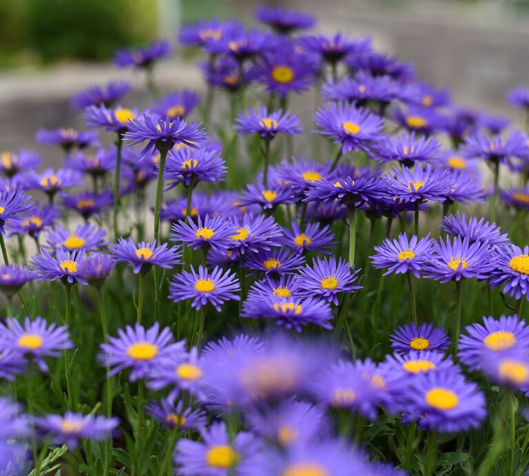 Ein Strauch lila Astern wächst am Wegesrand. | © Shutterstock/Tatyana-Sanina
