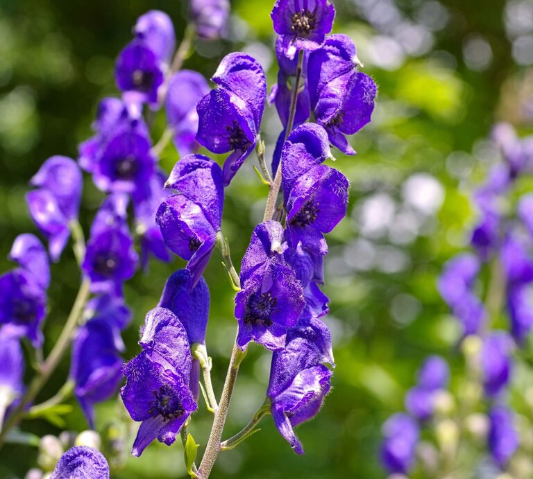 Mehrere Stängel von blauem Rittersporn stehen im Vordergrund, umgeben von einem hellgrün beleuchteten Hintergrund. | © Shutterstock/LianeM