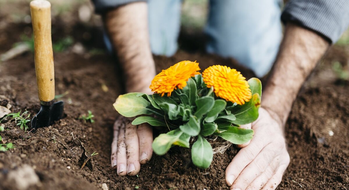 Zwei Hände graben auf einem Beet eine gelbe Blume in die Erde ein.