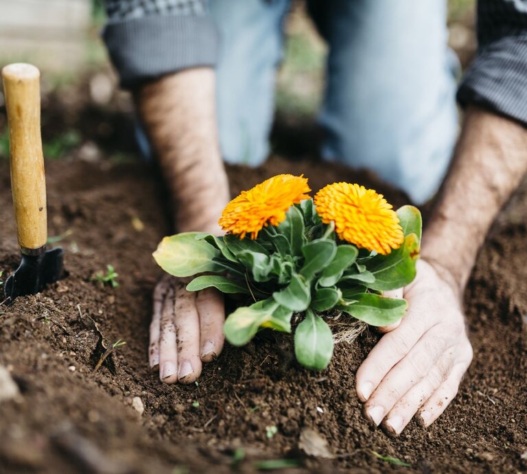 Zwei Hände graben auf einem Beet eine gelbe Blume in die Erde ein. | © gettyimage/ Westend61