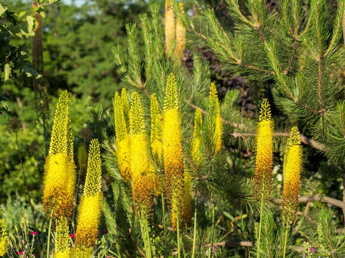Leuchtend gelbe Steppenkerzen blühen aufrecht zwischen dunkelgrünen Nadeln von Kiefernzweigen. | © IMAGO/Pond5 Images
