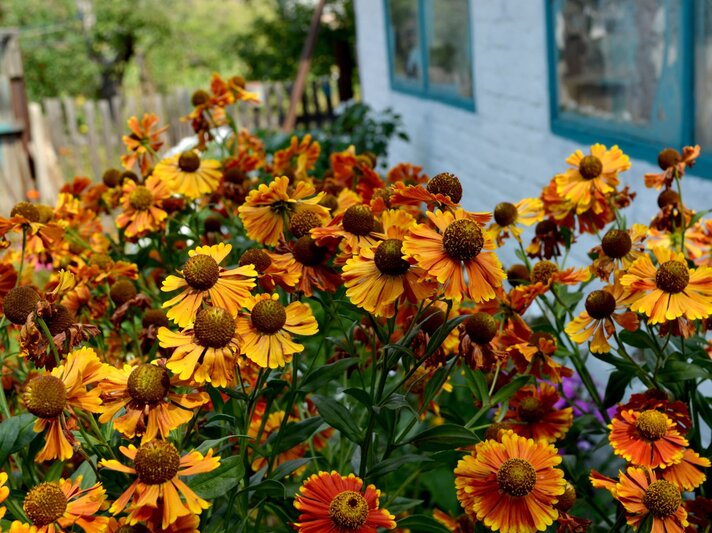 Orangefarbene Sonnenbräute mit dunklen Zentren stehen in voller Blüte vor einem rustikalen Gartenzaun und einem Haus mit blauen Fensterläden. | © Shutterstock/Bubushonok