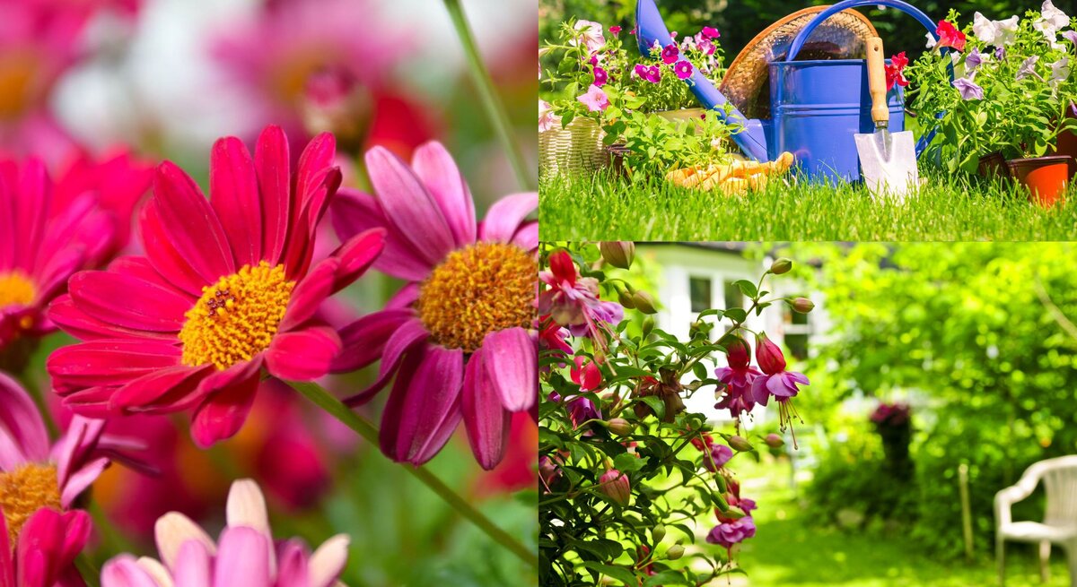 Farbenfrohe Feldblumen in verschiedenen Rosa-Schattierungen, prominent im Bild, umgeben von grünem Laub.