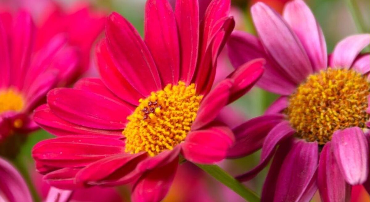 Farbenfrohe Feldblumen in verschiedenen Rosa-Schattierungen, prominent im Bild, umgeben von grünem Laub.