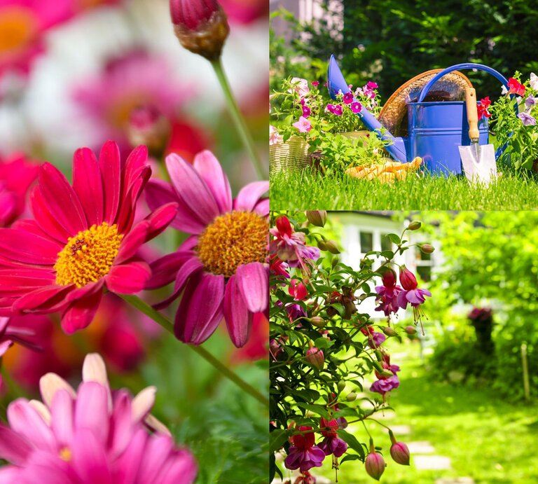Farbenfrohe Feldblumen in verschiedenen Rosa-Schattierungen, prominent im Bild, umgeben von grünem Laub. | © Shutterstock/Louis Anthonysamy/Canva/Collage: bildderfrau.de