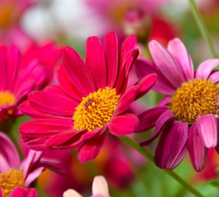 Farbenfrohe Feldblumen in verschiedenen Rosa-Schattierungen, prominent im Bild, umgeben von grünem Laub. | © Shutterstock/Louis Anthonysamy/Canva/Collage: bildderfrau.de