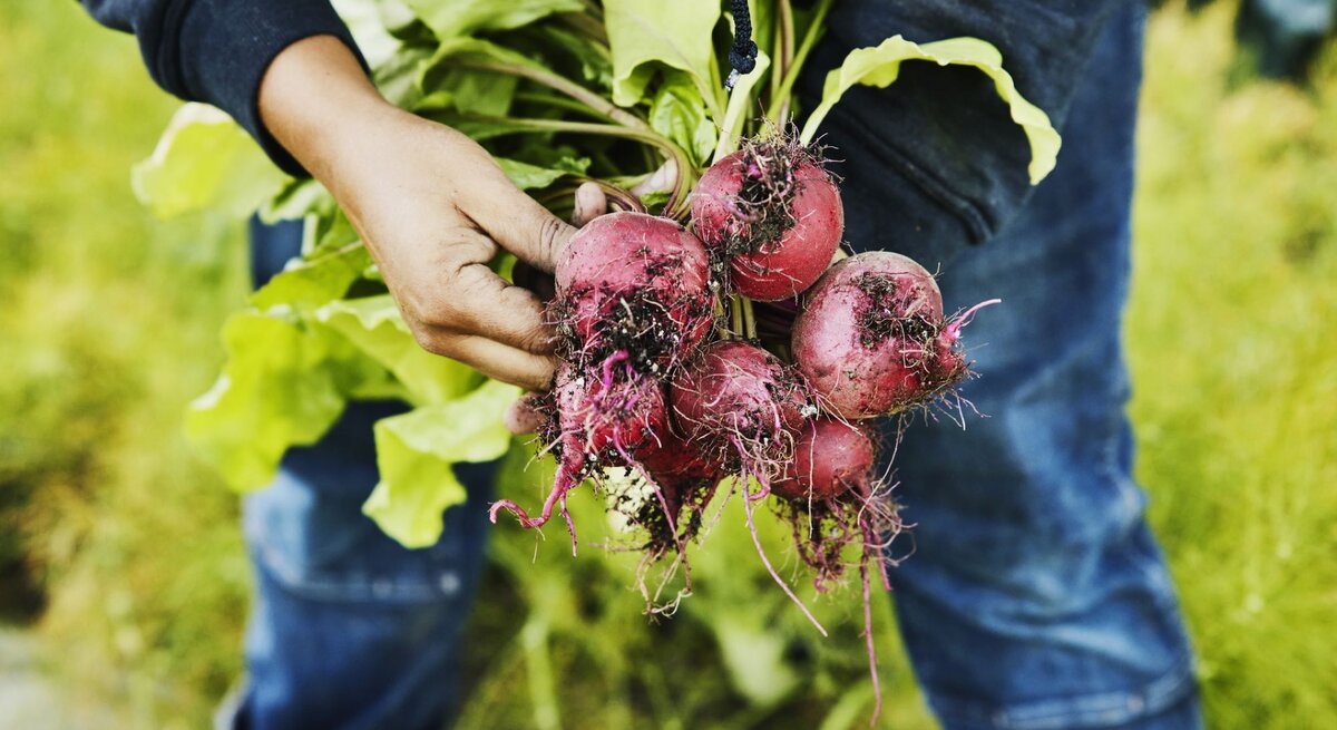 Eine Frau hält ein frisch geerntetes Bündel Rote Beete.
