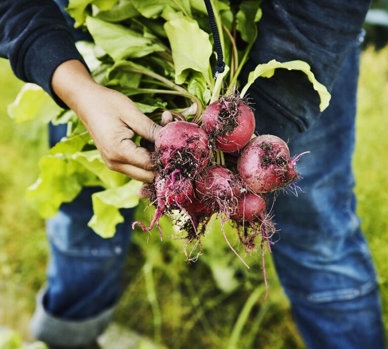 Eine Frau hält ein frisch geerntetes Bündel Rote Beete. | © gettyimages/ Thomas Barwick