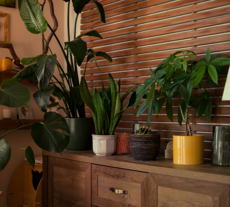 Verschiedene grüne Zimmerpflanzen in bunten Töpfen stehen auf einer Holzkommode vor einer Wand mit Holzjalousien. | © Shutterstock/ABO PHOTOGRAPHY
