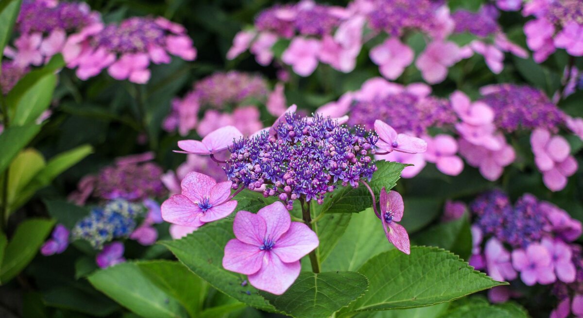 Nahaufnahme einer violetten Hortensie mit zarten Blütenblättern und kräftigem grünen Laub im sommerlichen Garten.