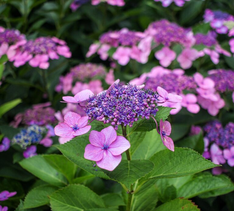 Nahaufnahme einer violetten Hortensie mit zarten Blütenblättern und kräftigem grünen Laub im sommerlichen Garten. | © Shutterstock/Jade Miles