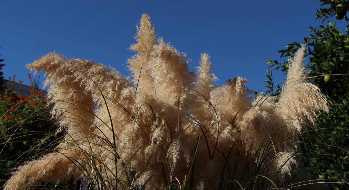 Pampasgras weht leicht im Wind bei strahlendem blauem Himmel.