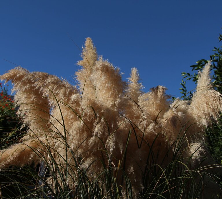 Pampasgras weht leicht im Wind bei strahlendem blauem Himmel. | © Shutterstock/andrshar