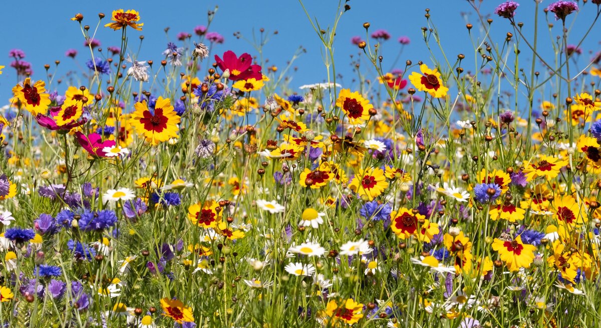 Bunte Blumenwiese mit gelben, roten und lila Blüten unter klarem blauen Himmel im Sommer.