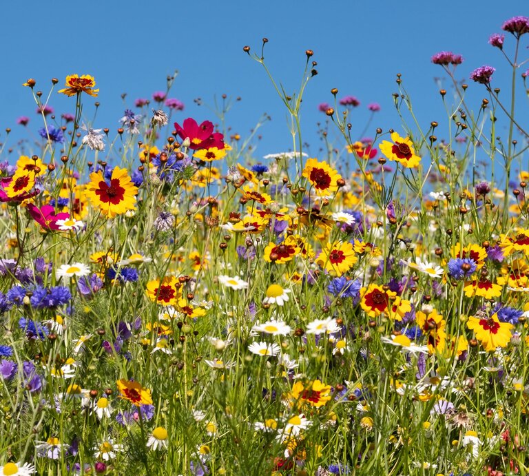 Bunte Blumenwiese mit gelben, roten und lila Blüten unter klarem blauen Himmel im Sommer. | © Shutterstock/Lois GoBe