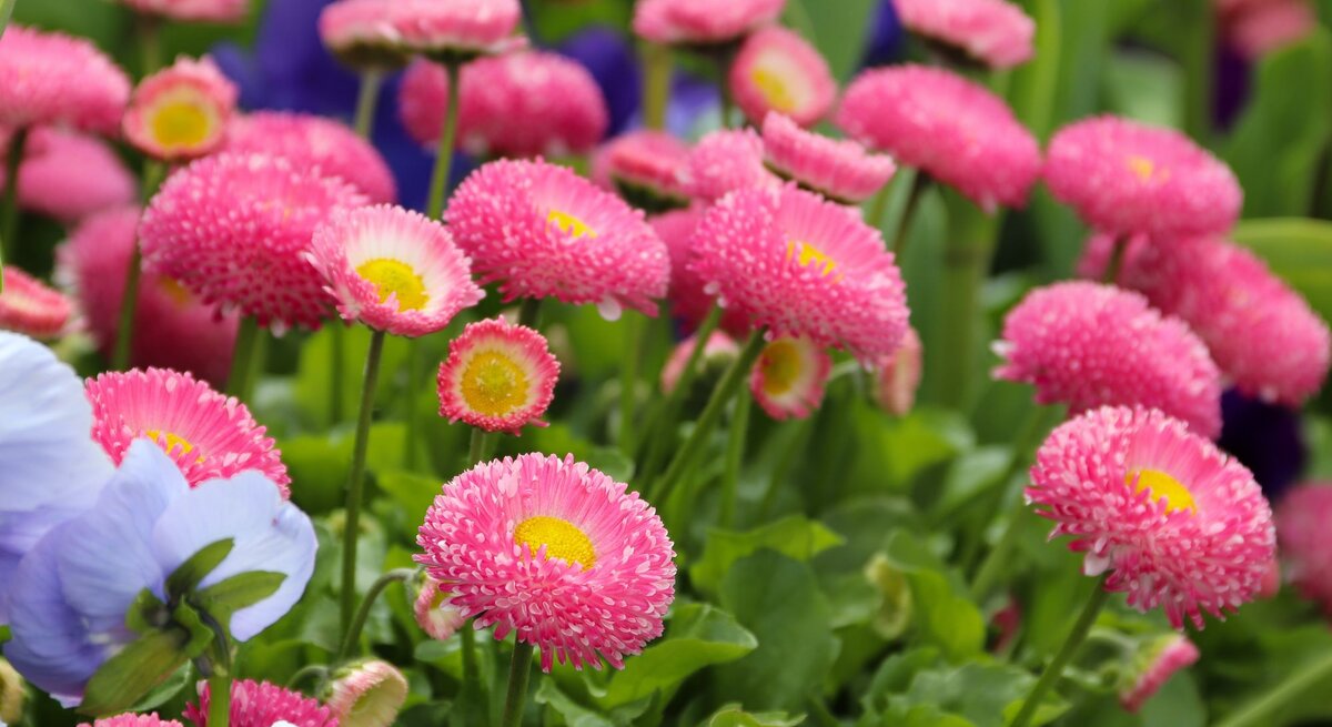 Pink blühende Bellis-Perennis und hellblaue Anemonen in einem frühlingshaften Beet.