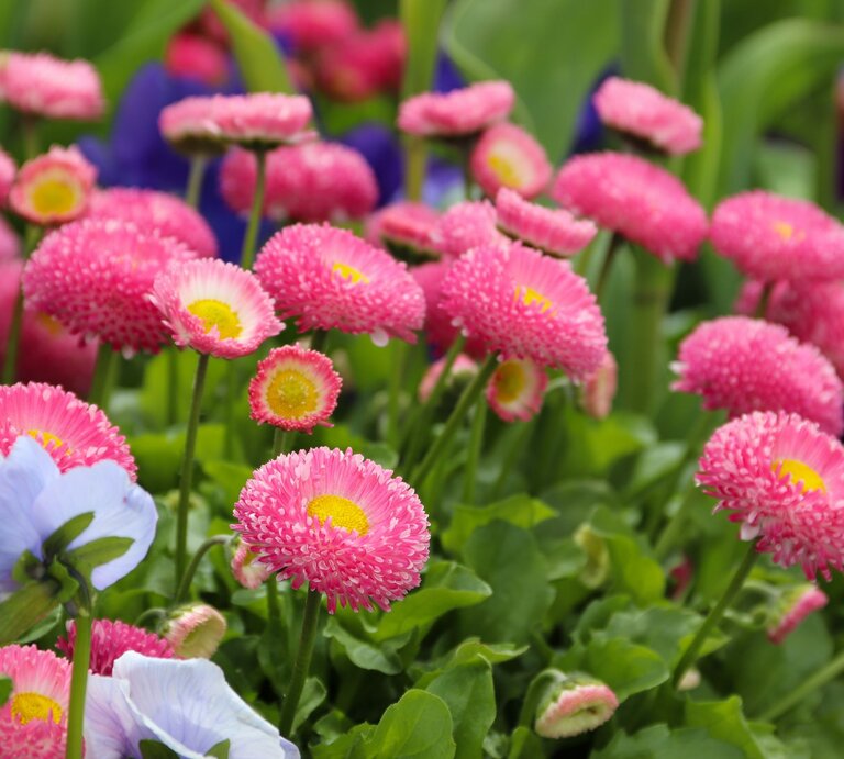 Pink blühende Bellis-Perennis und hellblaue Anemonen in einem frühlingshaften Beet. | © Shutterstock/Mr.Khury