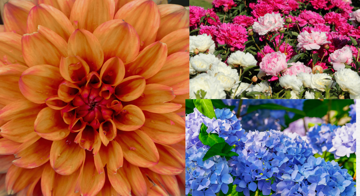 Großaufnahme einer orangefarbenen Dahlienblüte links, rechts oben pink-weiße Pfingstrosen und unten blaue Hortensien im Garten.