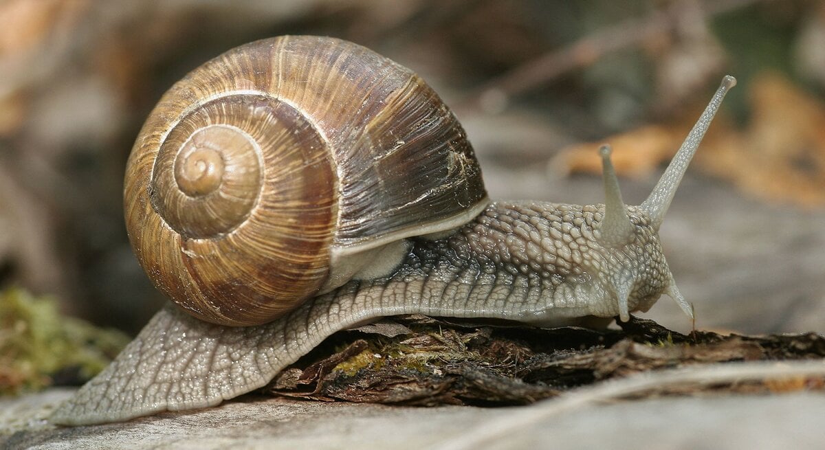 Eine Weinbergschnecke