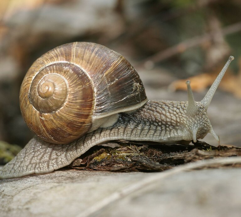 Eine Weinbergschnecke | © IMAGO / blickwinkel