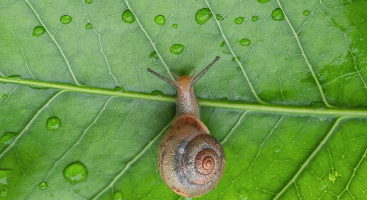 Kleine Schnecke mit braunem Spiralgehäuse kriecht langsam über ein sattgrünes Blatt mit klaren Regentropfen.