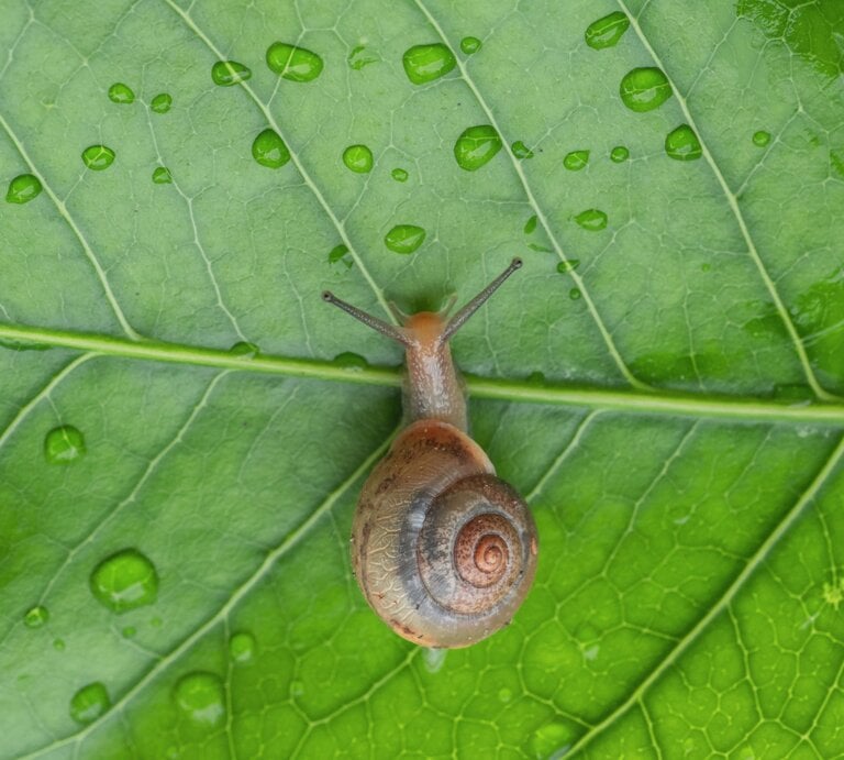 Kleine Schnecke mit braunem Spiralgehäuse kriecht langsam über ein sattgrünes Blatt mit klaren Regentropfen. | © Adobe Stock/ Maizal