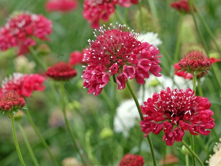 Rote Witwenblume | © Adobe Stock