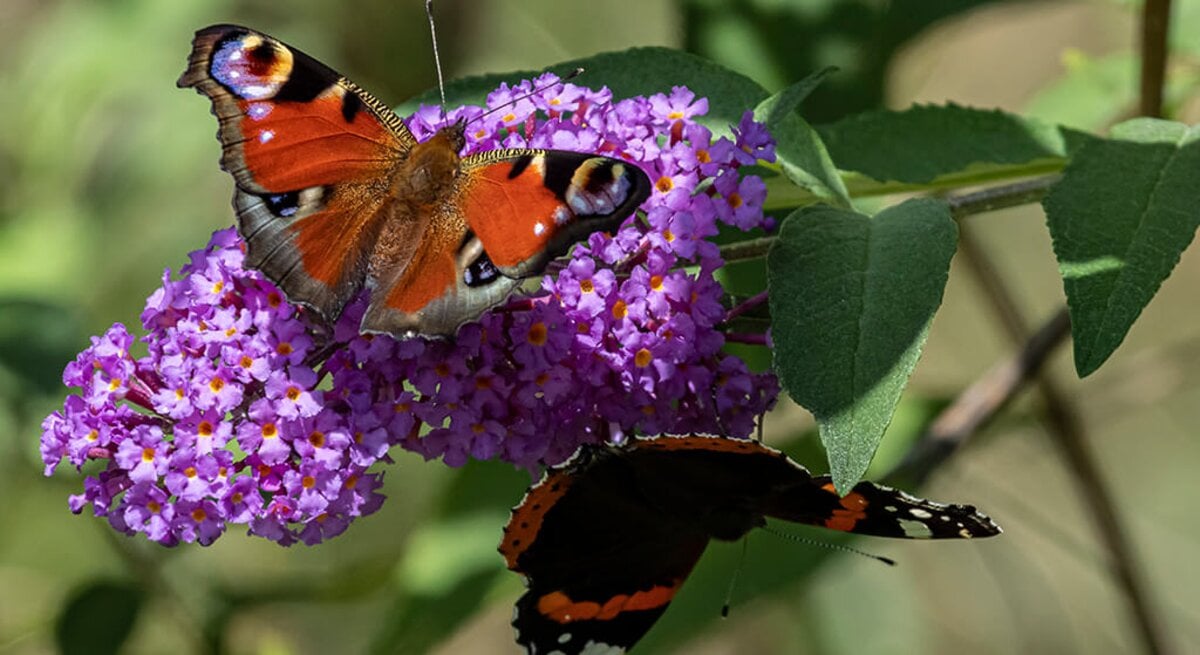 Schmetterling sitzt auf Schmetterlingsflieder