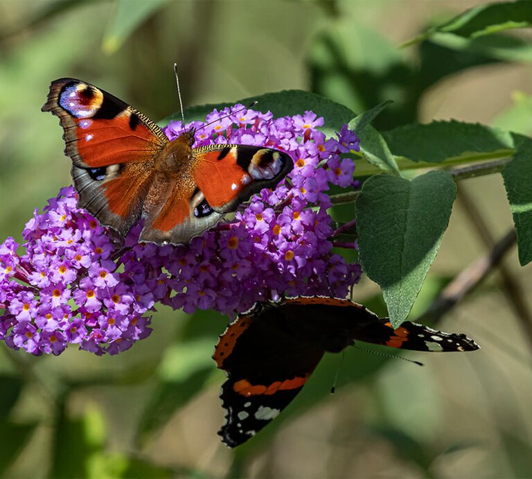 Schmetterling sitzt auf Schmetterlingsflieder | © Getty Images/NurPhoto / Kontributor