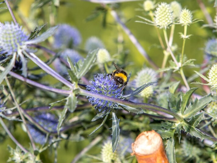 Auf einer Blüte einer Edeldistel sitzt eine Biene. | © Shutterstock/Corinna Huter
