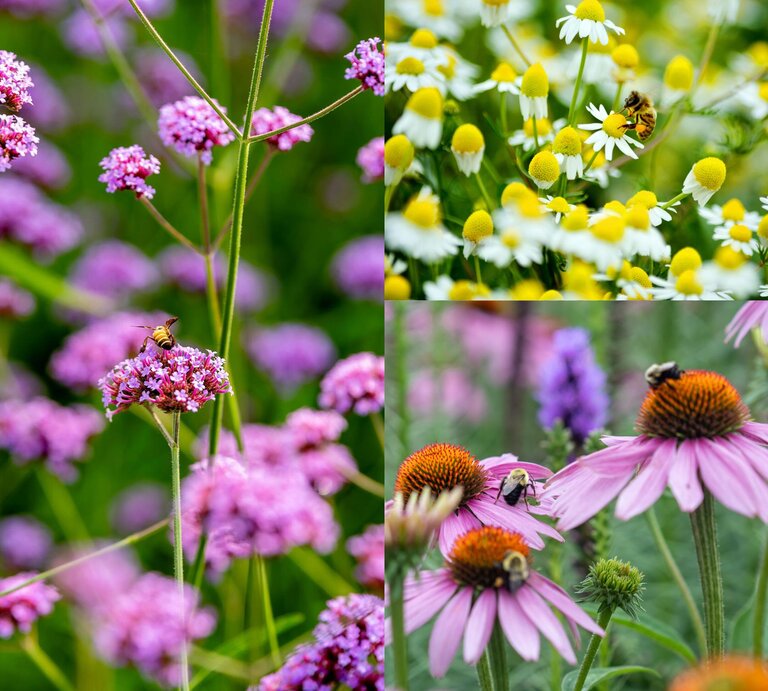 Die bienenfreundliche Staude Eisenkraut mit Biene. | © Getty Images/Canva/Collage: bildderfrau.de
