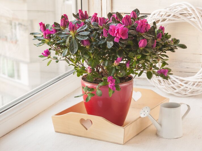 Eine rosa blühende Azalee im Topf steht auf einem Holztablett. Daneben steht eine kleine weiße Gießkanne bereit. | © Shutterstock/Sarycheva Olesia