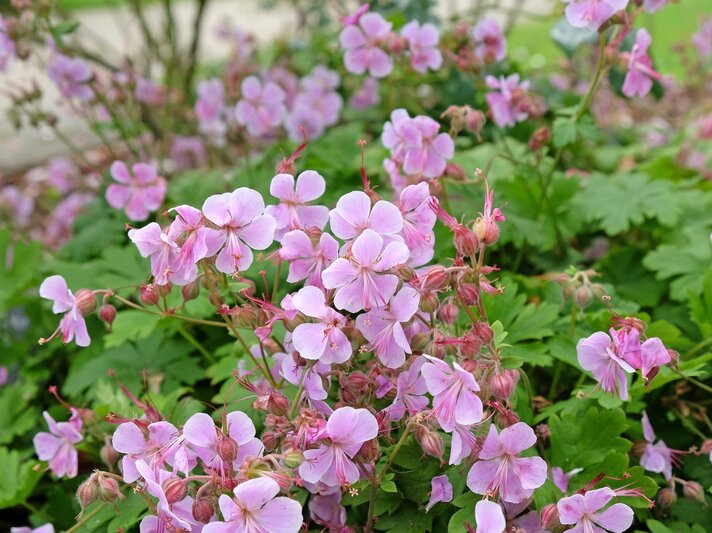 Zartrosa Blüten einer Geranium-Pflanze blühen dicht an dicht zwischen grünen Blättern im Garten. | © Shutterstock/Alex Manders