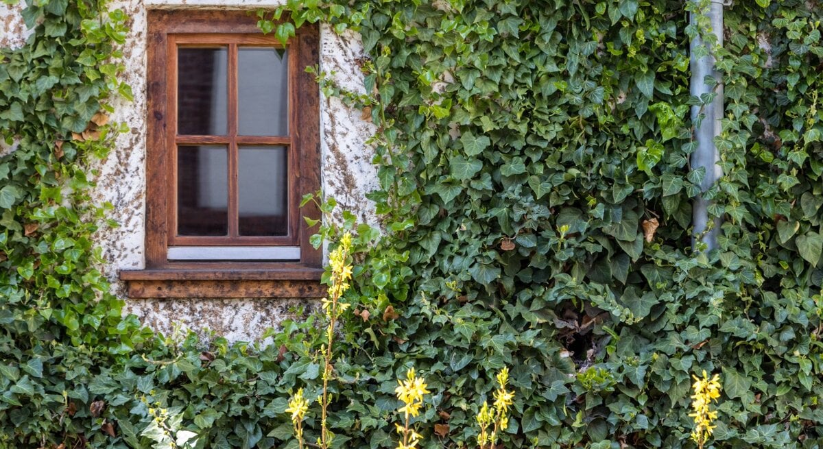 Eine Häuserwand mit Fenster und Efeubewuchs.