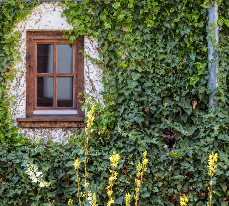 Eine Häuserwand mit Fenster und Efeubewuchs. | © IMAGO / Beautiful Sports