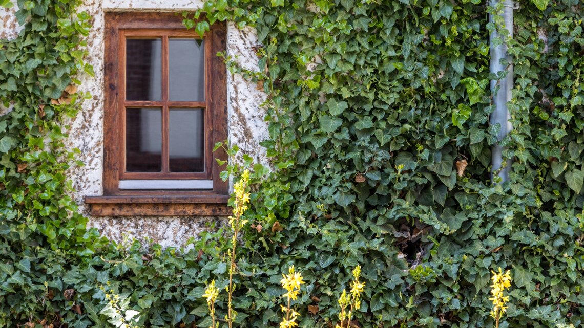 Dein Garten macht jetzt den Abwasch: DIY-Reinigungsmittel aus Efeu